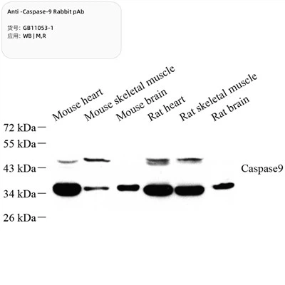 Anti-caspase -9 zec pab